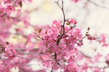 ağaç pembe çiçekleri ile