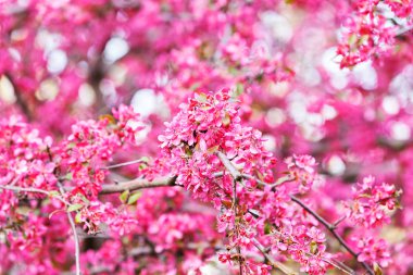 ağaç pembe çiçekleri ile