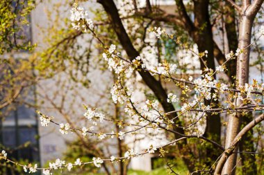 beyaz çiçekli dallar