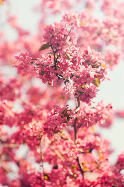 フィールドの浅い深さは 白地にピンクの花と枝 — ストック写真