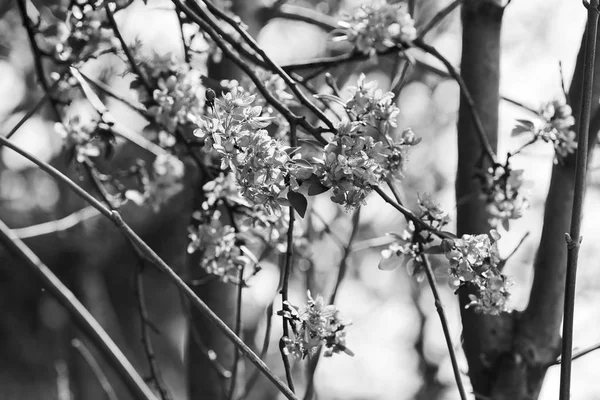 Blommande Träd Med Rosa Blommor Ljus Bakgrund Obs Kort Skärpedjup — Stockfoto