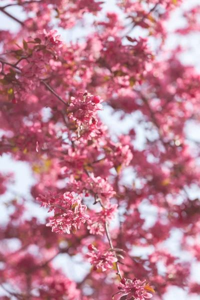 光の背景 フィールドの浅い深さにピンクの花開花ツリー — ストック写真