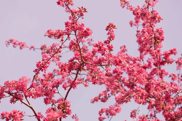 ピンクの花の枝 — ストック写真