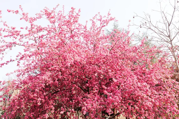 Дерево з рожевими квітами — стокове фото
