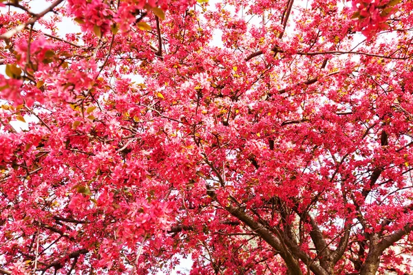 ピンク色の花と梢 — ストック写真
