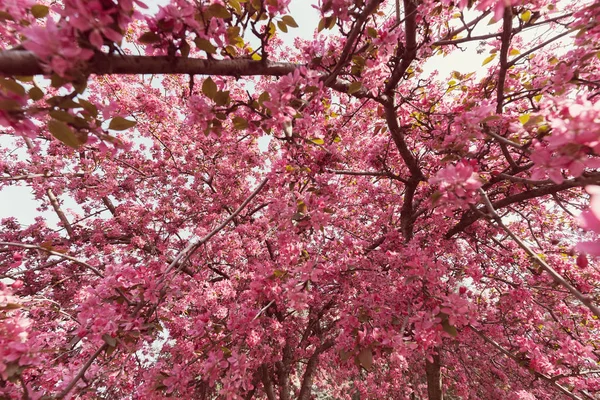带粉红色花朵的树顶 — 图库照片