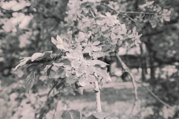 Árbol con flores rosadas — Foto de Stock