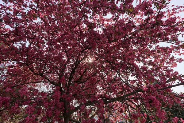 Treetop pembe çiçekleri ile