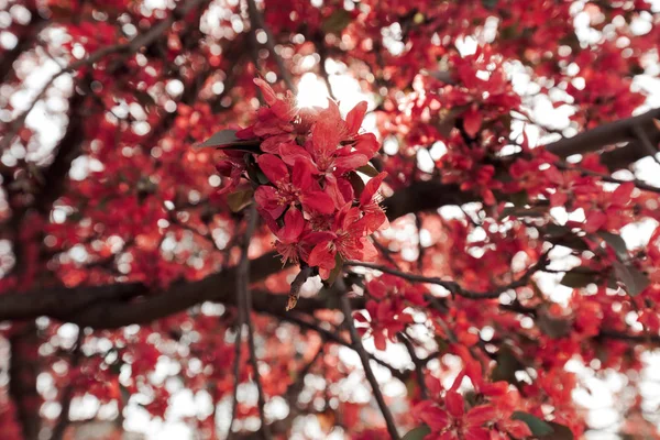 Дерево с розовыми цветами — стоковое фото