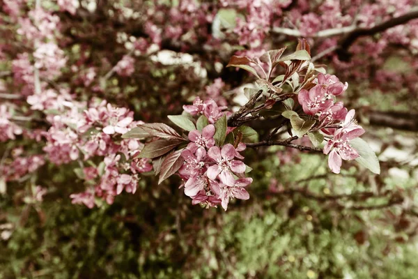 핑크 꽃 나무 가지 — 스톡 사진
