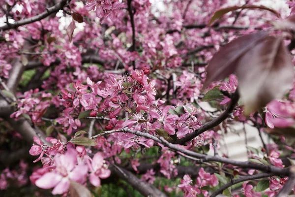 ピンク色の花と木 — ストック写真