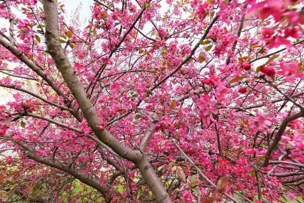 ピンク色の花と木 — ストック写真