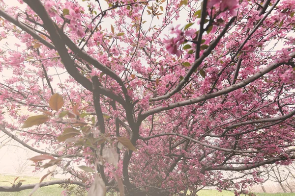 ピンク色の花と木 — ストック写真