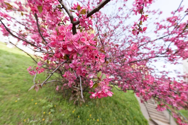 ピンクの花と木の枝 — ストック写真