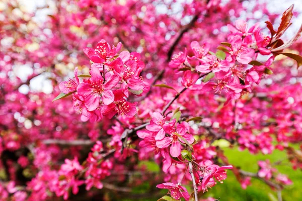 pembe çiçekli ağaç dalı
