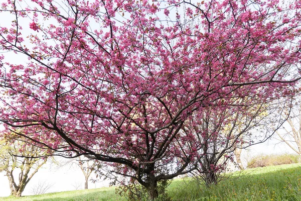 ピンク色の花と木 — ストック写真