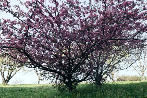 ピンク色の花と木 — ストック写真