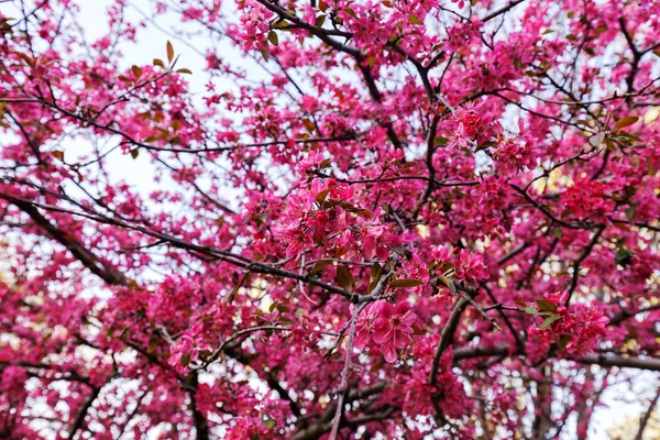 핑크 꽃 나무 — 스톡 사진