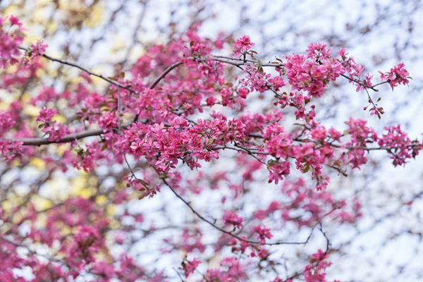 ピンク色の花と木 — ストック写真