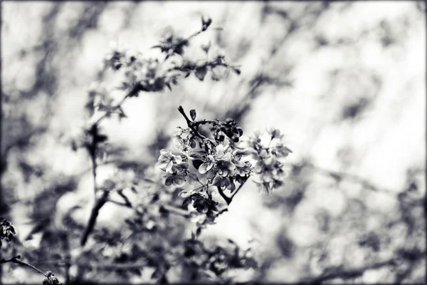 Drzewo z różowe kwiaty — Zdjęcie stockowe