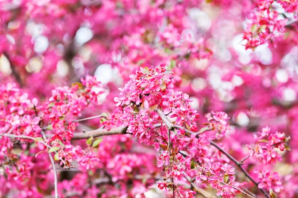 ağaç pembe çiçekleri ile