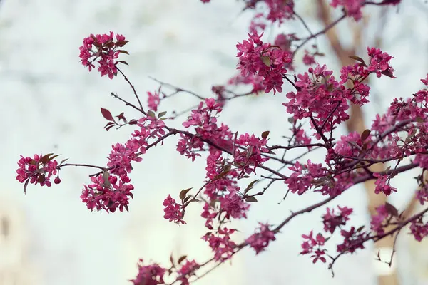 핑크 꽃 나무 — 스톡 사진