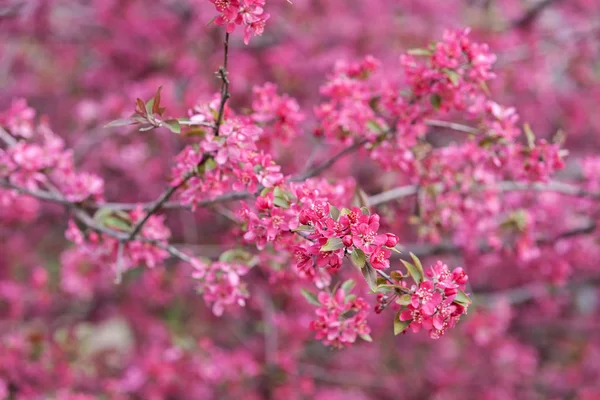 꽃 나무 — 스톡 사진