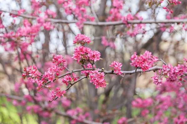 Hermosa rama con flores rosadas — Foto de Stock