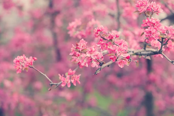ピンクの花と美しい支店 — ストック写真