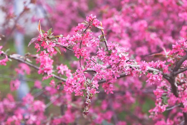 pembe çiçekli güzel Şubesi