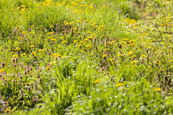 Bloemen in het weiland — Stockfoto