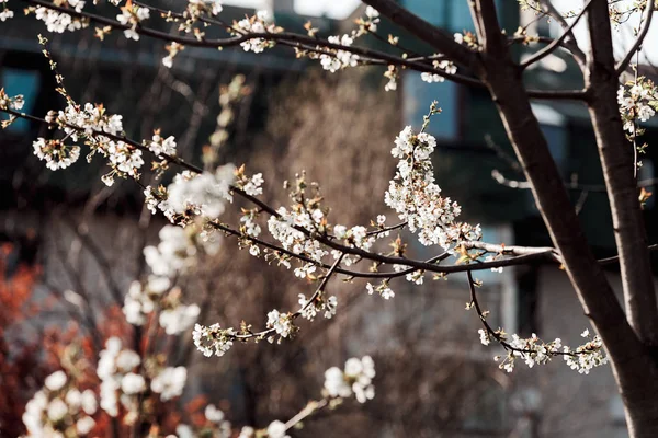 白い花と枝 — ストック写真
