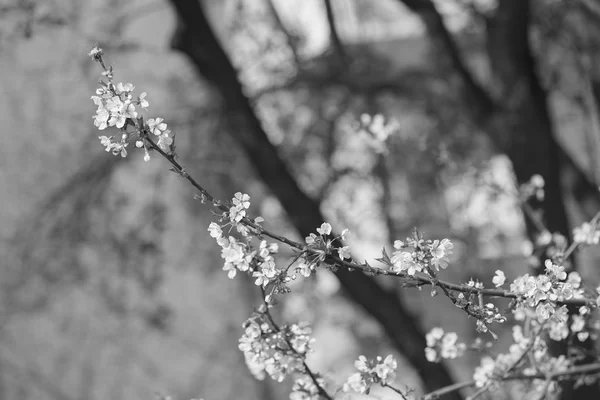 Ramas con flores blancas —  Fotos de Stock