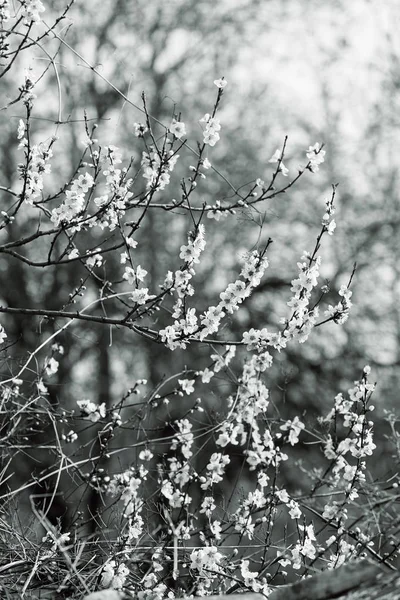 ピンクの花と枝 — ストック写真