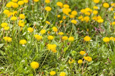 madow bahar, Not alan sığ derinliği üzerinde sarı karahindiba