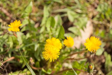 madow bahar, Not alan sığ derinliği üzerinde sarı karahindiba