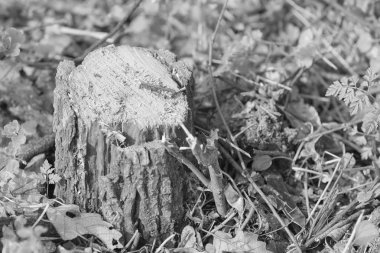 ormandaki bir güdük