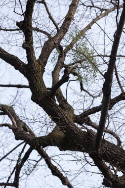 ağaç tepelerinin bared doğada