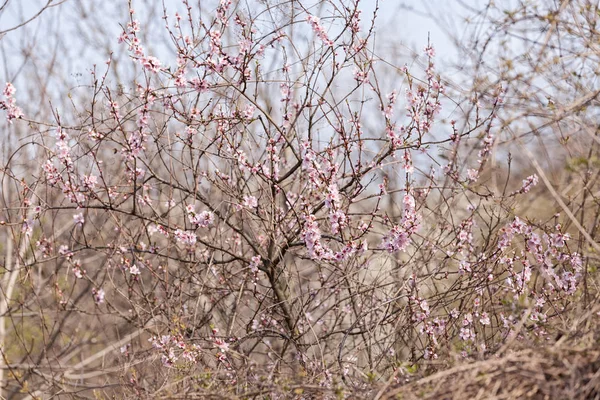 Branches avec fleurs roses — Photo