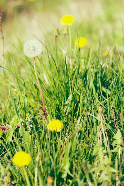 Pissenlit jaune dans la nature — Photo