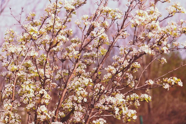 Κλαδιά με άνθη αχλαδιάς — Φωτογραφία Αρχείου