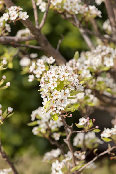 枝に白い花 — ストック写真