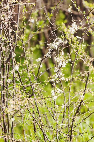 Fleurs blanches sur une branche — Photo