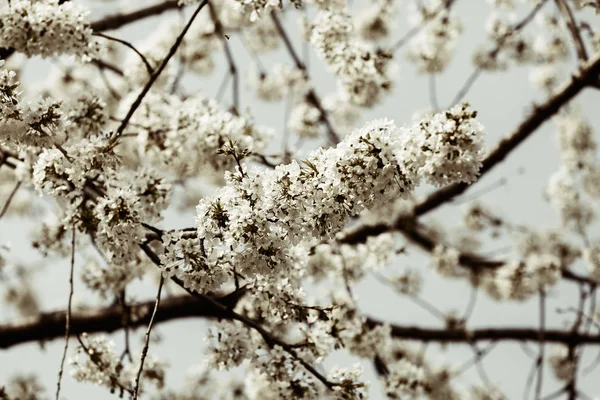Drzewo Białych Kwiatów Wiosnę Niebieskim Tle Uwaga Płytkie Dept Pola — Zdjęcie stockowe