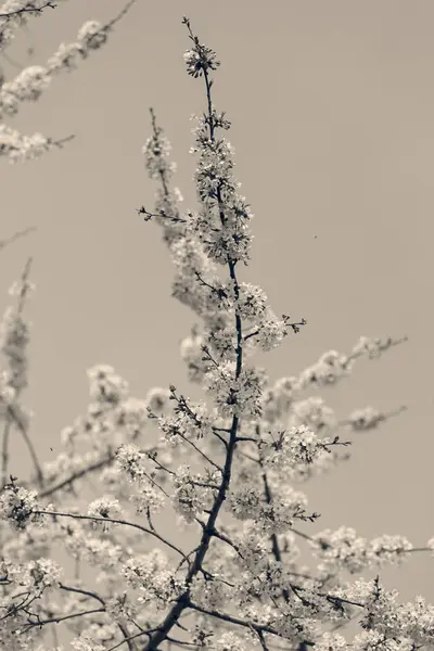 Árbol Con Flores Blancas Primavera Sobre Fondo Azul Nota Poca —  Fotos de Stock