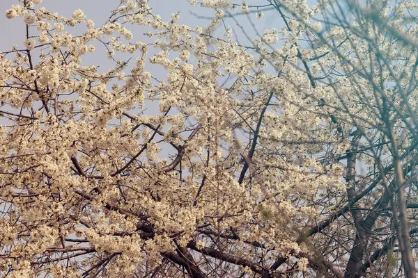 青の背景 フィールドの浅い部に春の白い花を持つツリー — ストック写真