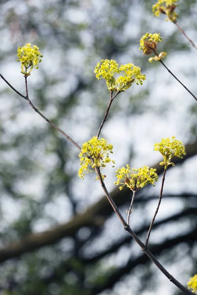 Fleur Sauvage Jaune Sur Branche Sur Fond Clair Note Faible — Photo