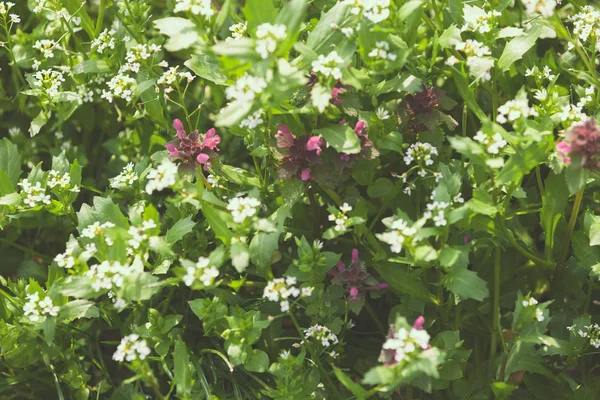 Une Variété Plantes Dans Champ Notez Une Faible Profondeur Champ — Photo