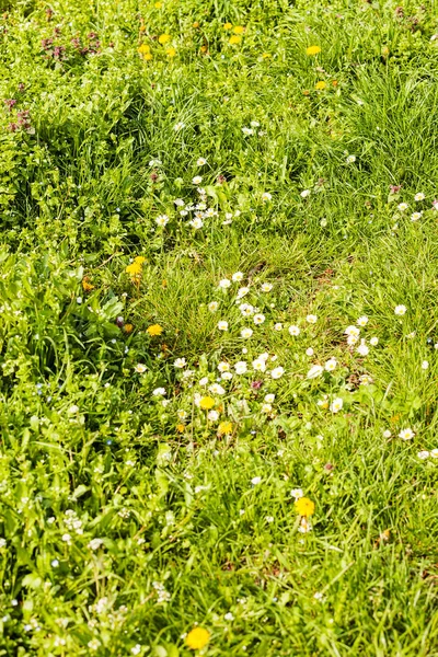 Een Verscheidenheid Aan Planten Het Veld Opmerking Ondiepe Scherptediepte — Stockfoto