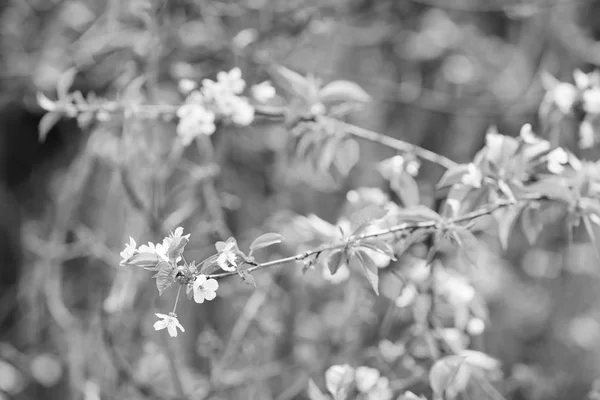 Filial med vita blommor — Stockfoto